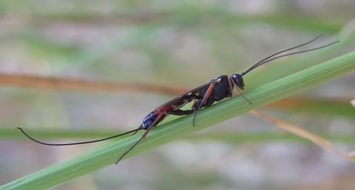 Réf. 328 727 : Lissonota sp.